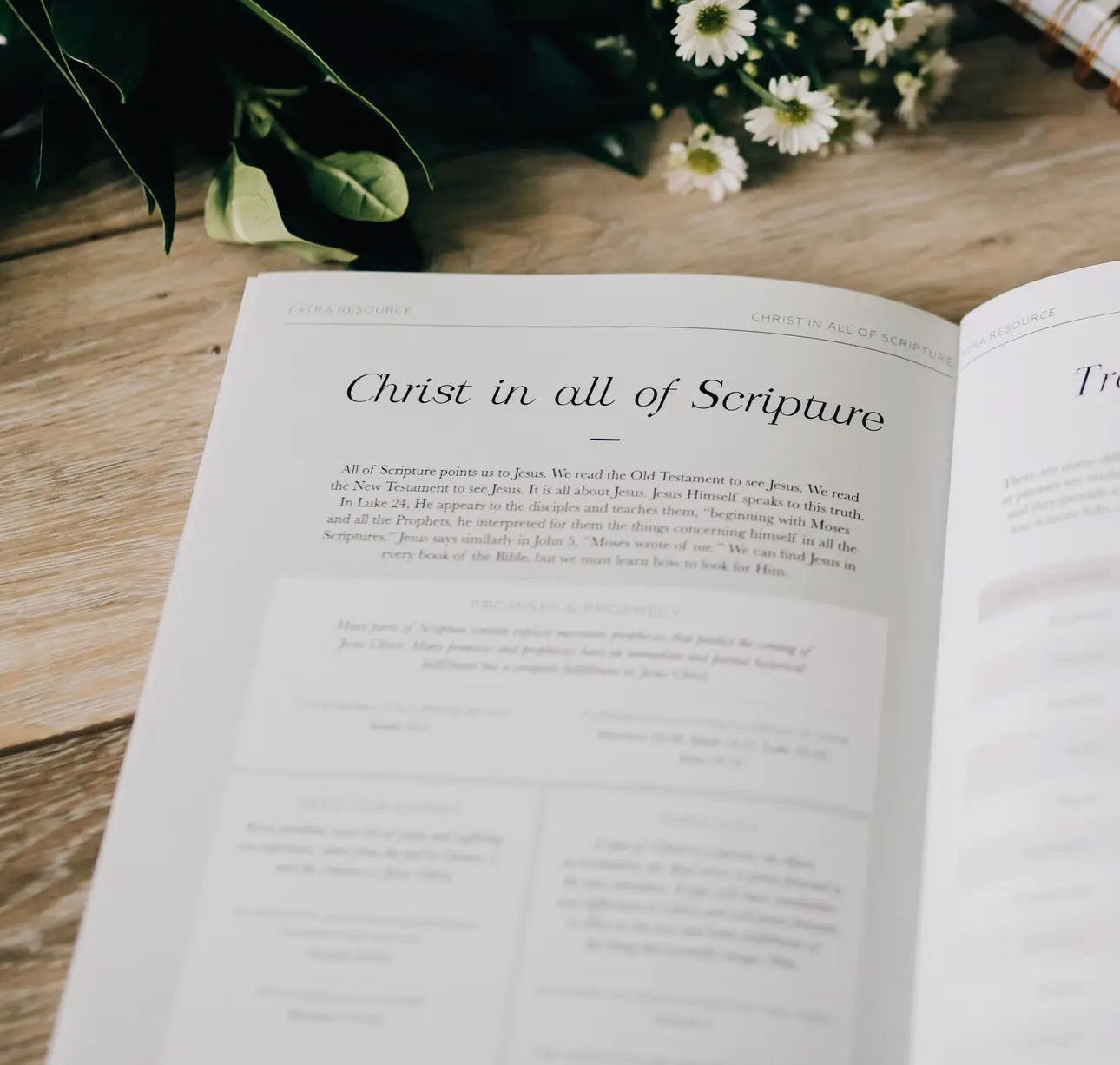 Search the Word ~ Daily Grace Bible Study Book